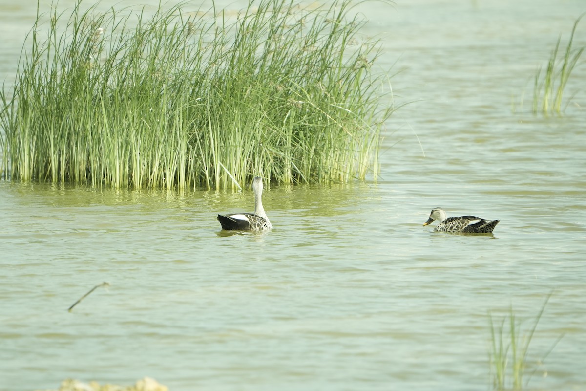 Indian Spot-billed Duck - ML646953481