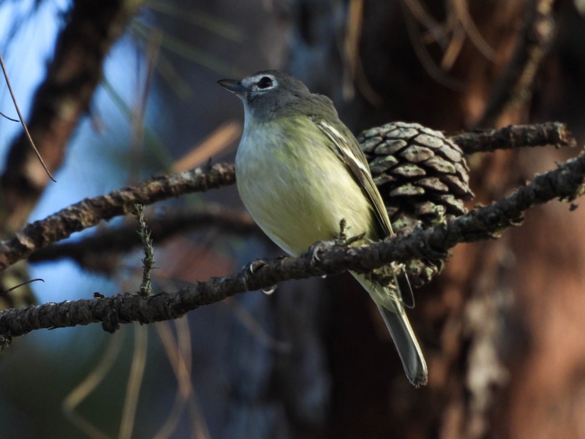 Plumbeous Vireo (Central American) - ML646953483