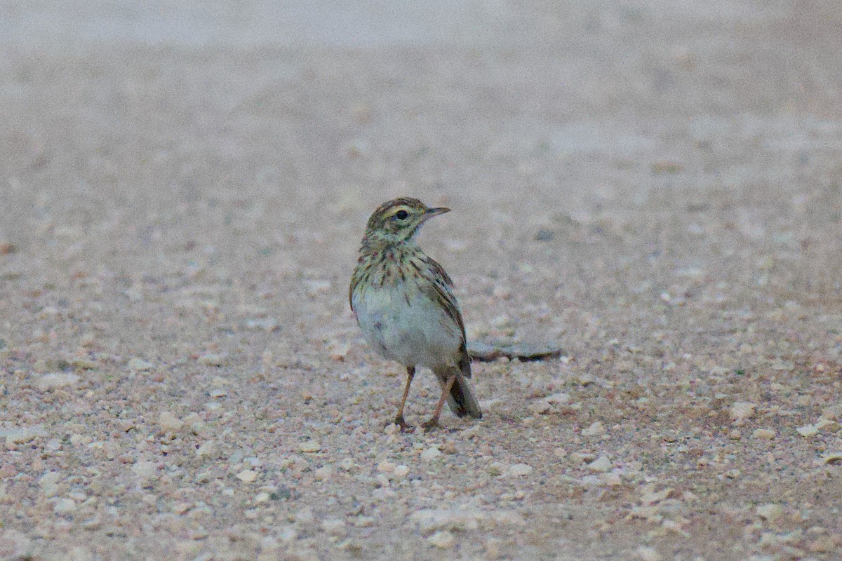 Australian Pipit - ML646953484