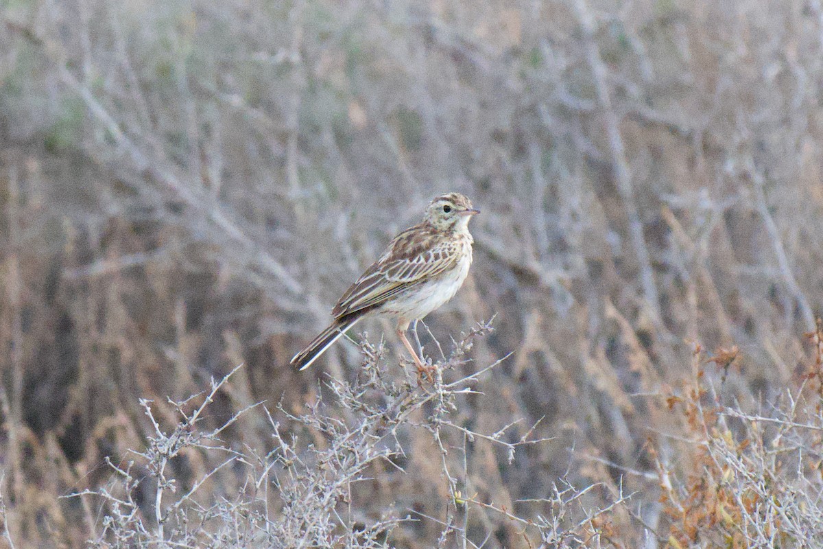 Australian Pipit - ML646953493