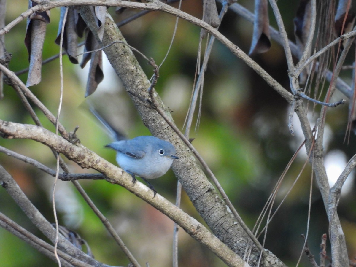 Blue-gray Gnatcatcher - ML646953496
