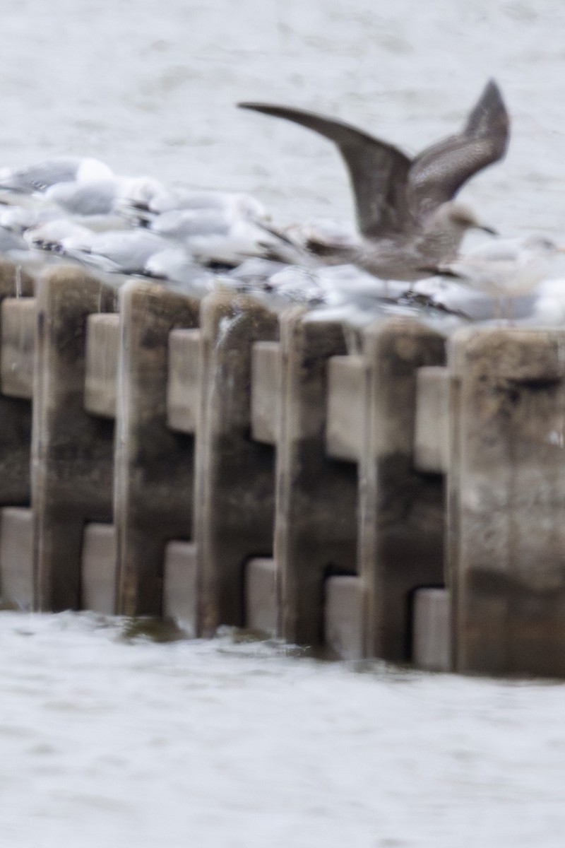 Gaviota Sombría - ML646953497