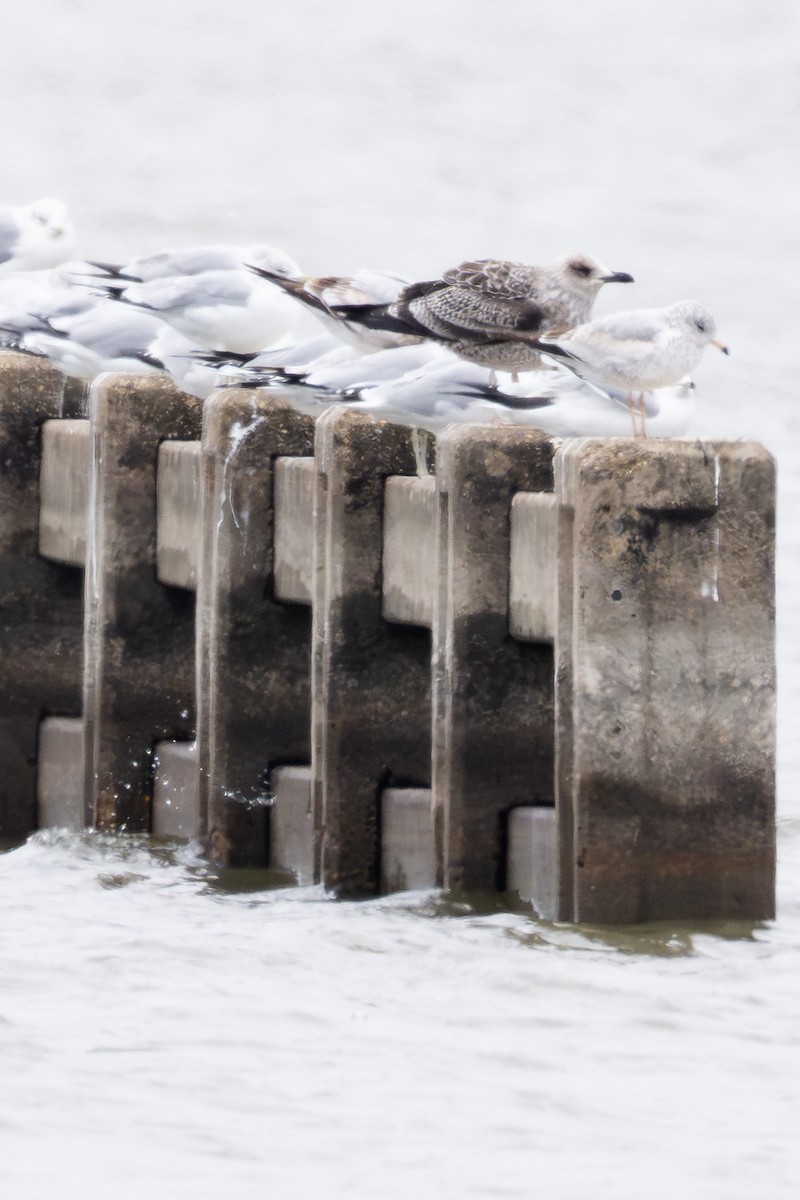 Gaviota Sombría - ML646953498