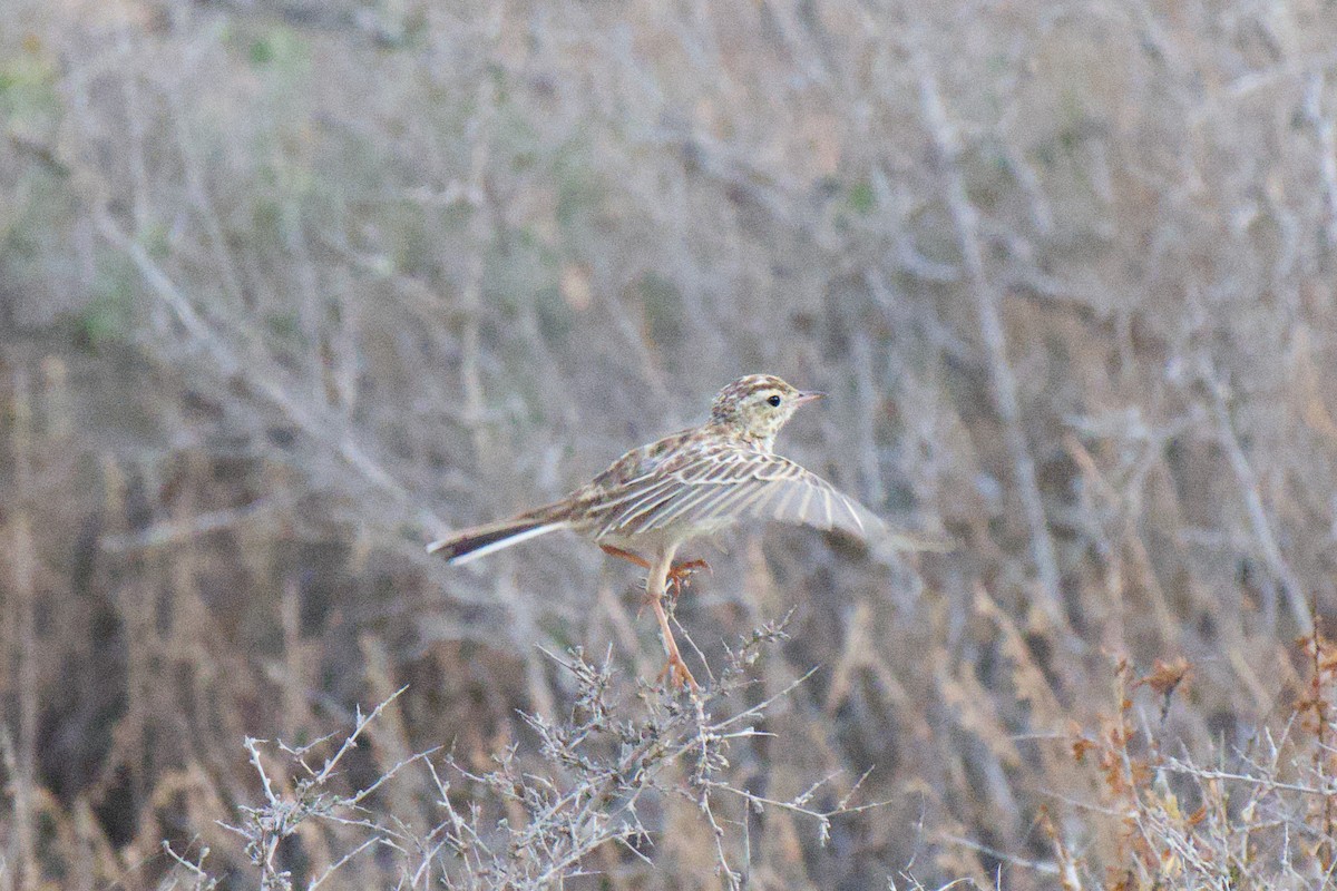 Australian Pipit - ML646953499