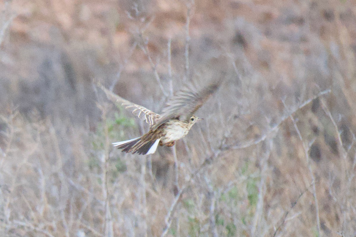 Australian Pipit - ML646953500