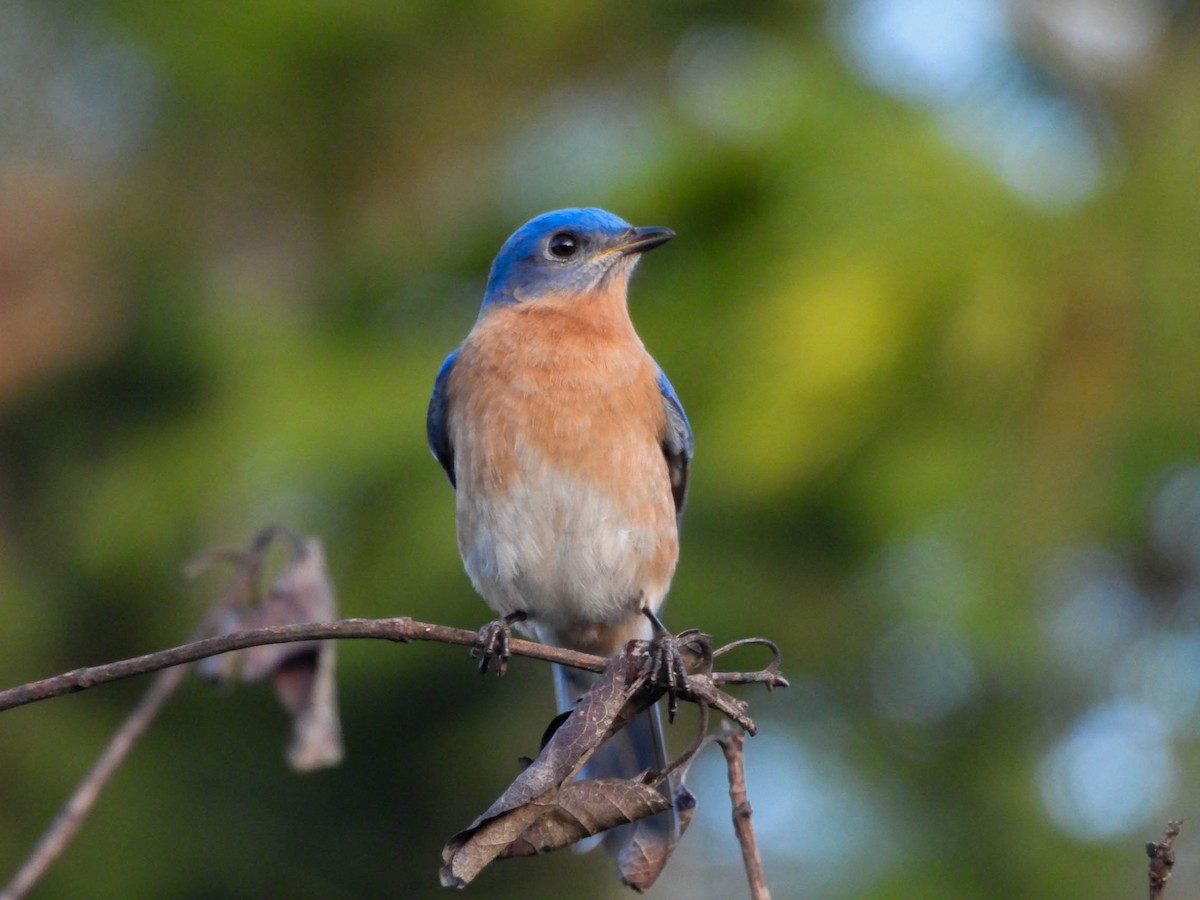 Eastern Bluebird - ML646953508