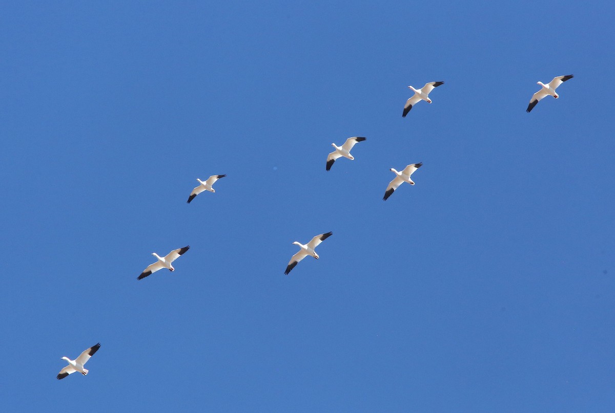 Snow Goose - ML646953509