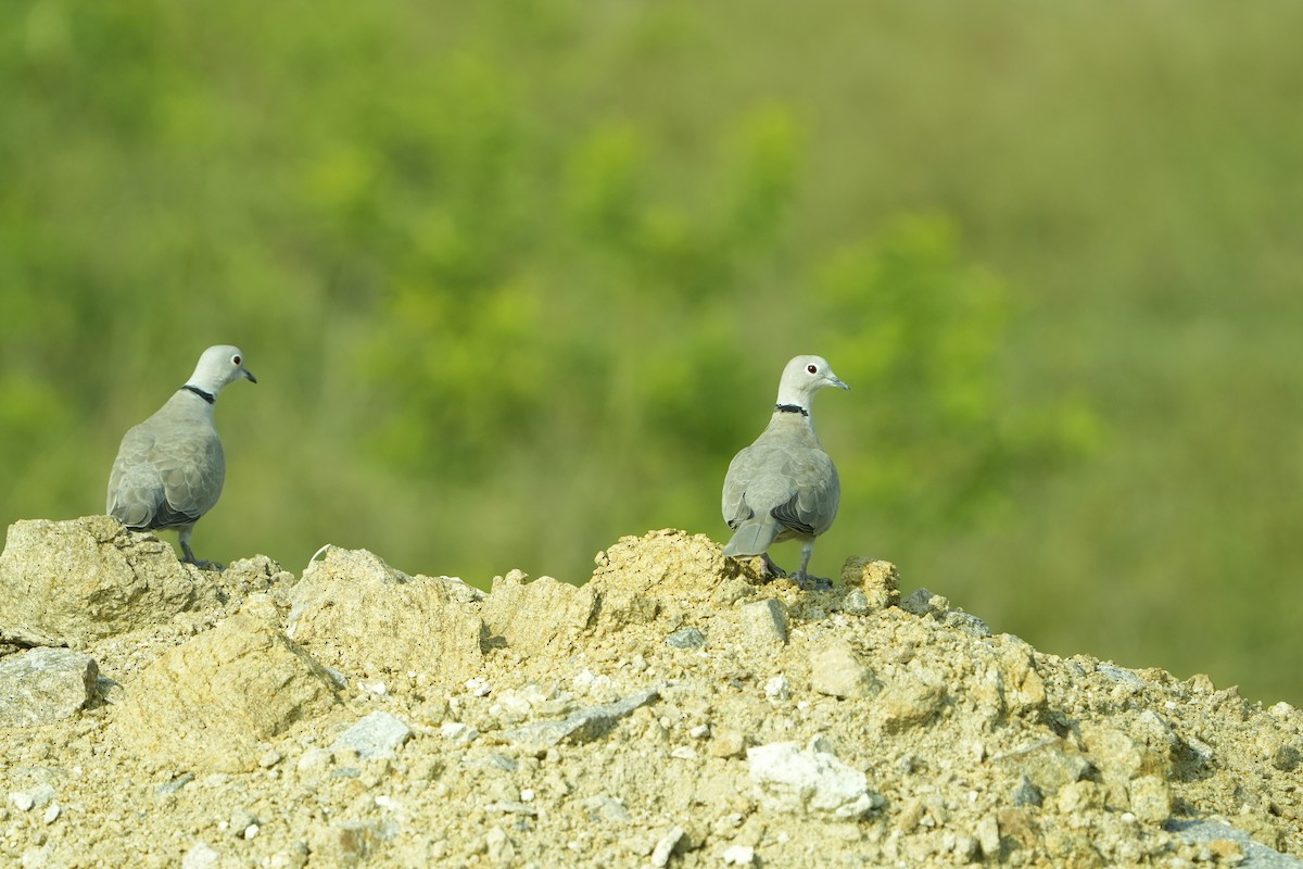 Eurasian Collared-Dove - ML646953525