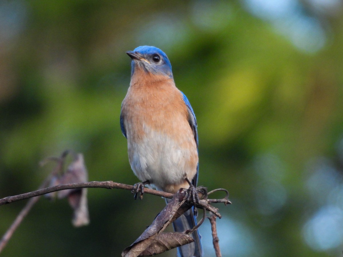 Eastern Bluebird - ML646953526