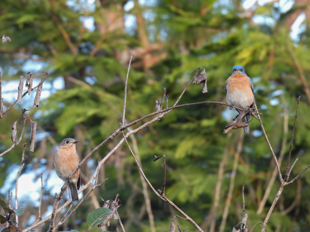 Eastern Bluebird - ML646953527