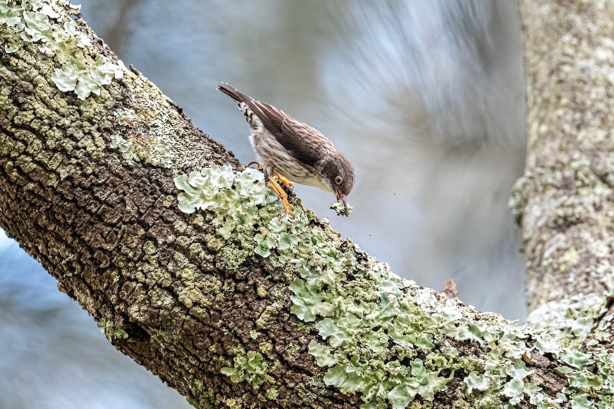 Varied Sittella - ML646953537