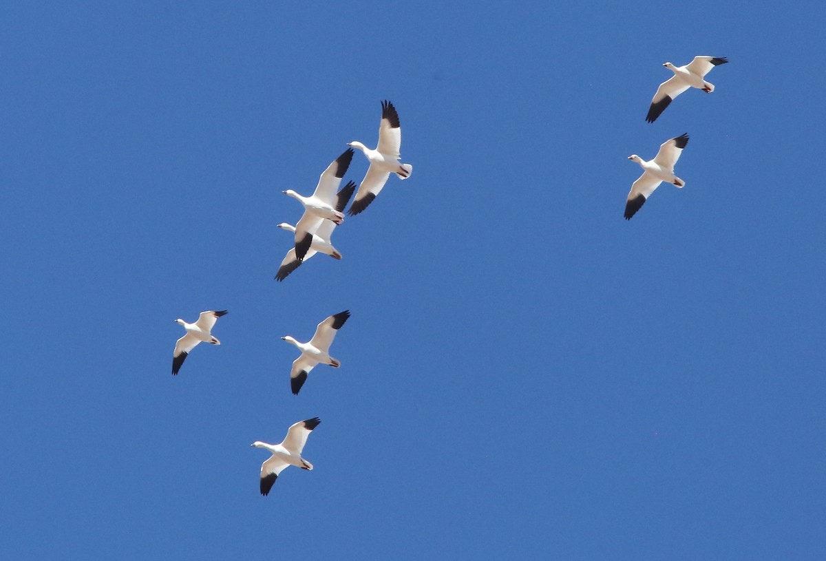 Ross's Goose - ML646953538