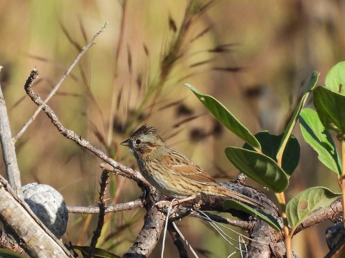 Lincoln's Sparrow - ML646953541