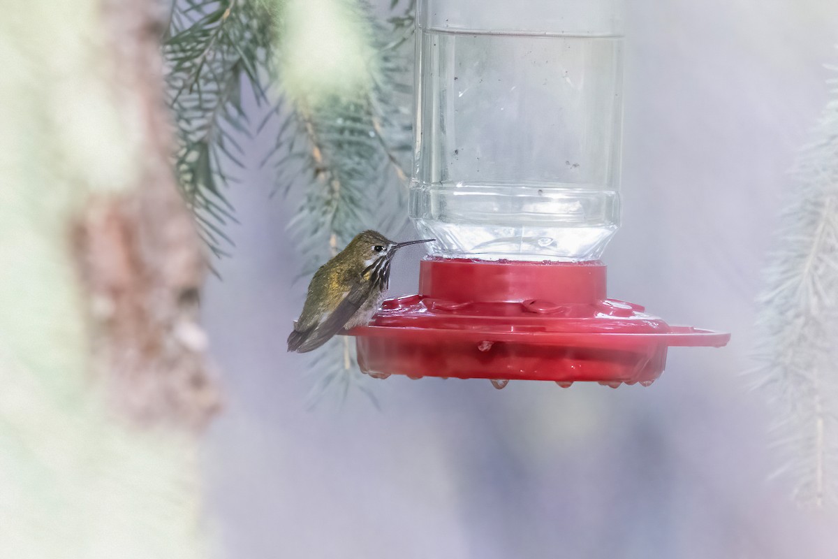 Calliope Hummingbird - ML646953544