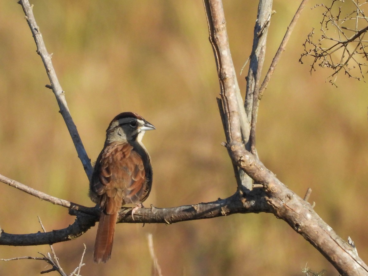 Rusty Sparrow - ML646953545