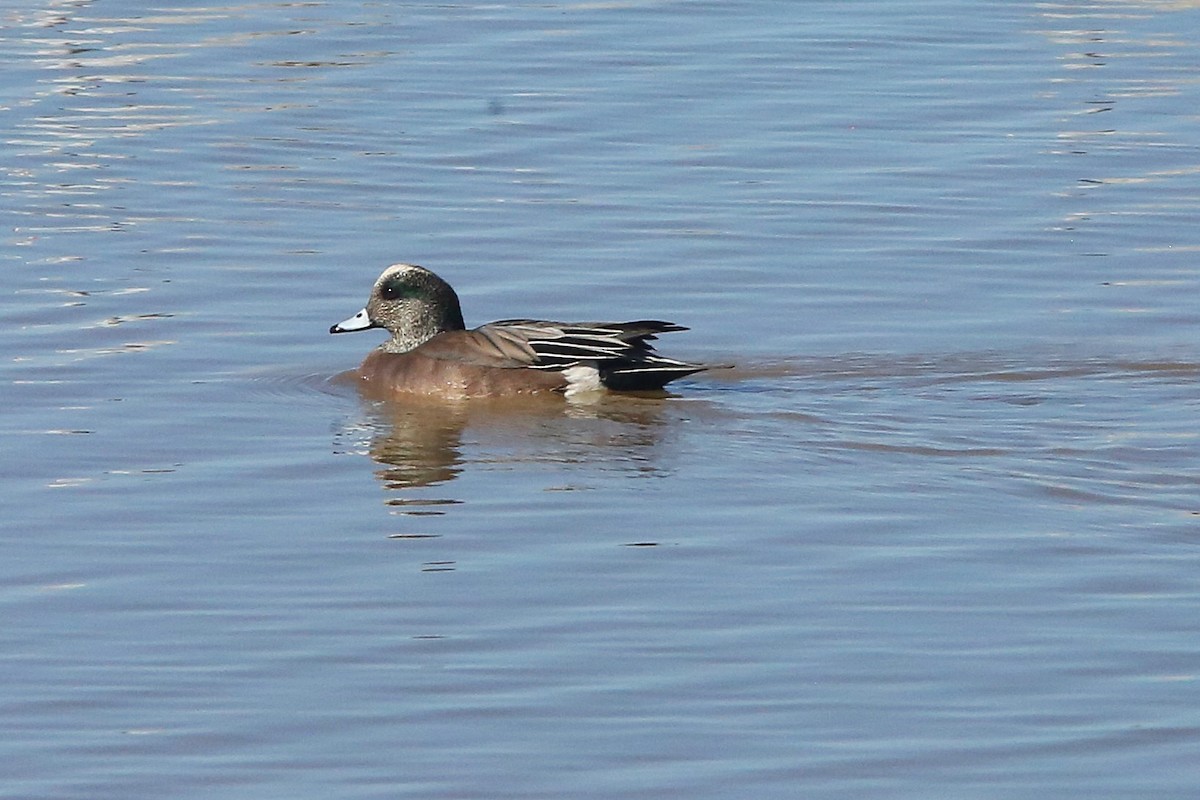 Amerika Fiyusu - ML646953547