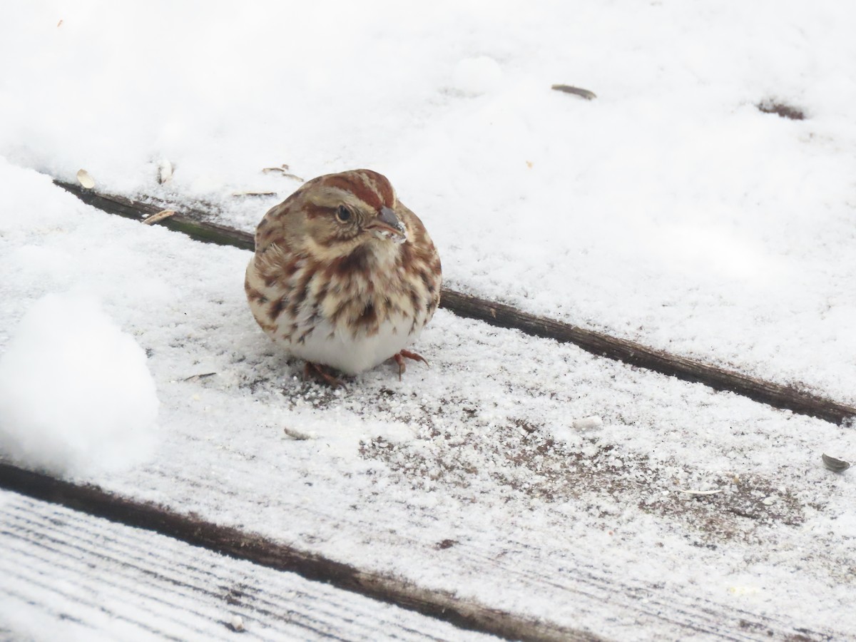 Song Sparrow - ML646953555