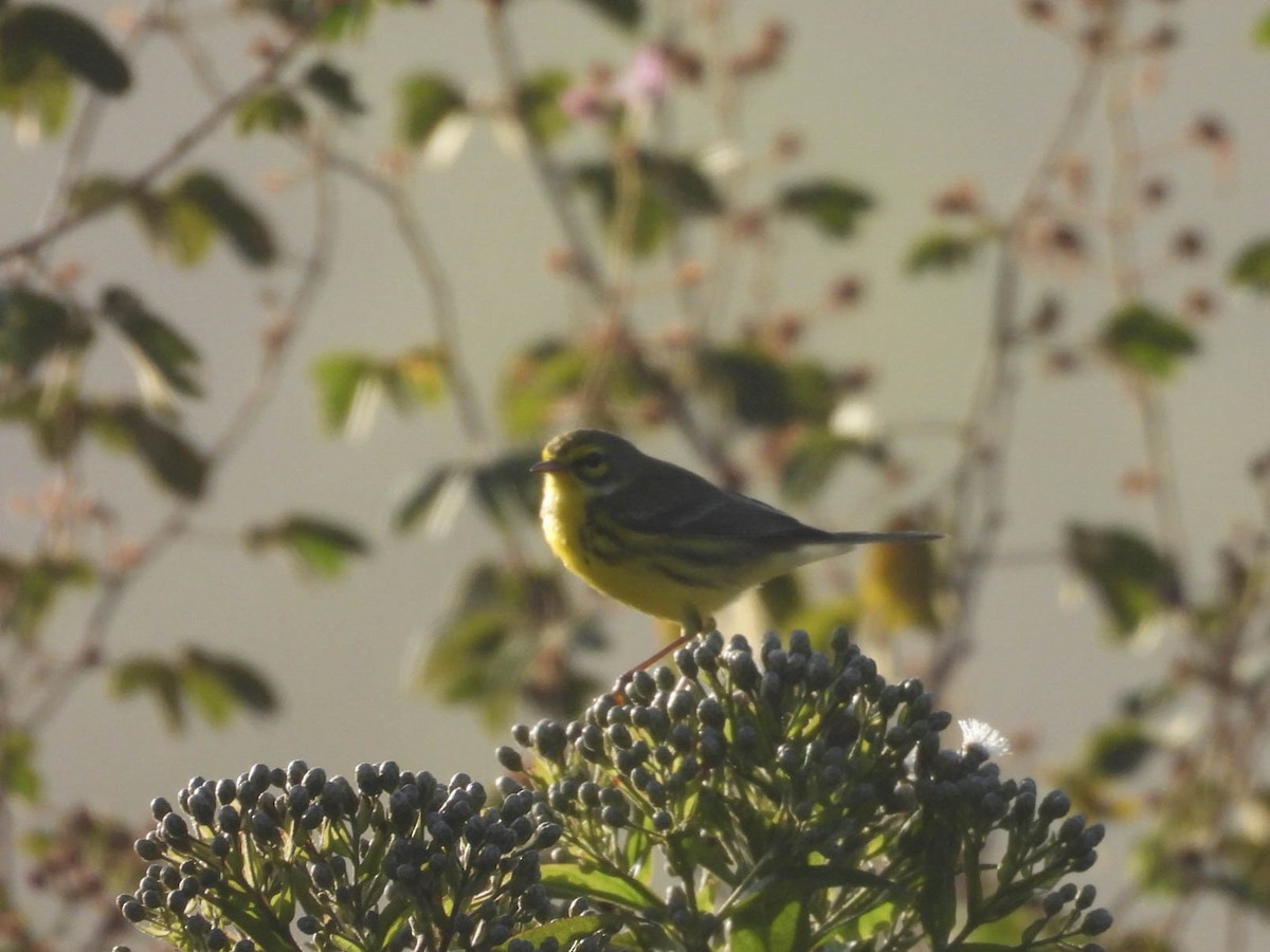 Rotmantel-Waldsänger - ML646953557