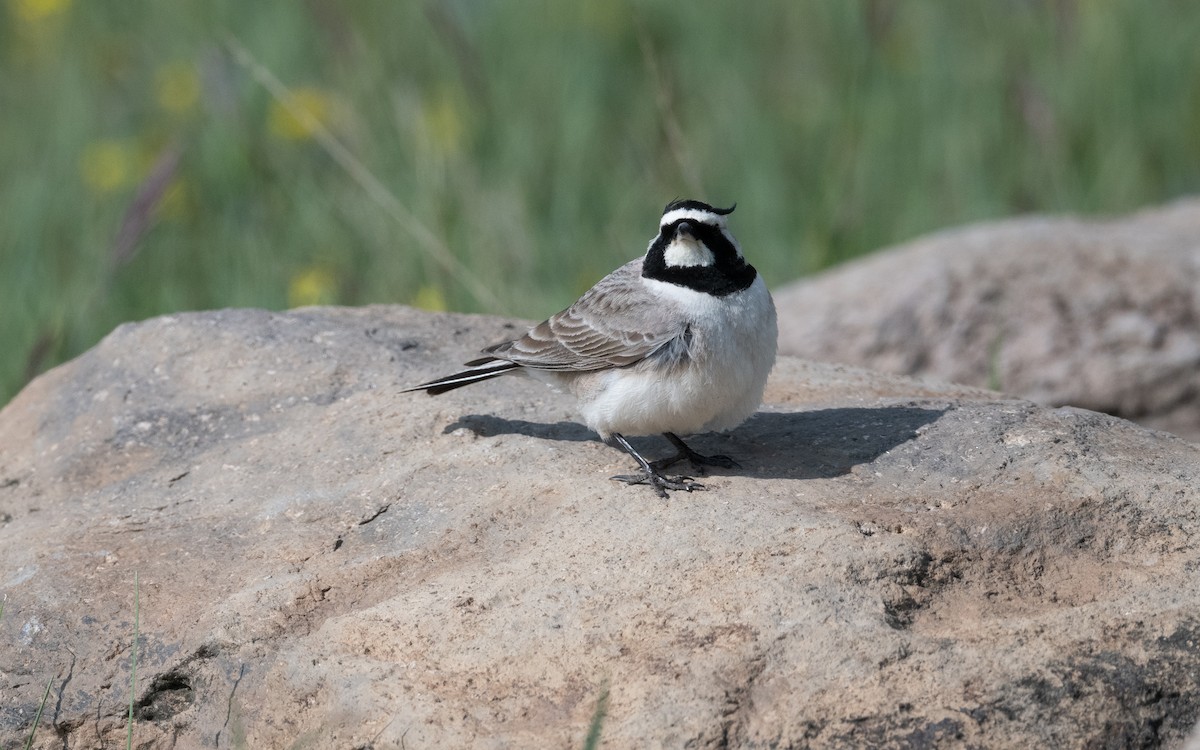 Allodola golagialla - ML646953565