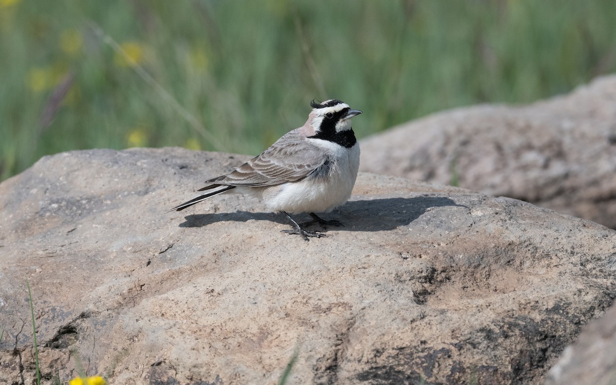 Allodola golagialla - ML646953566