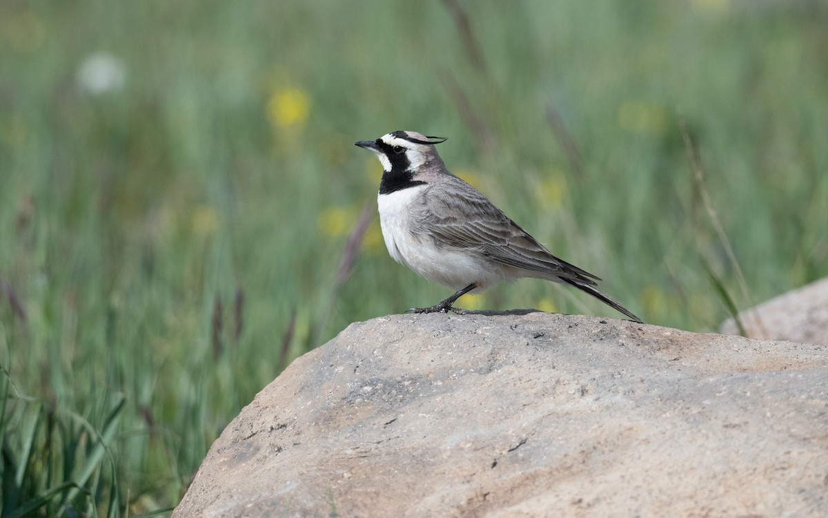 Allodola golagialla - ML646953567