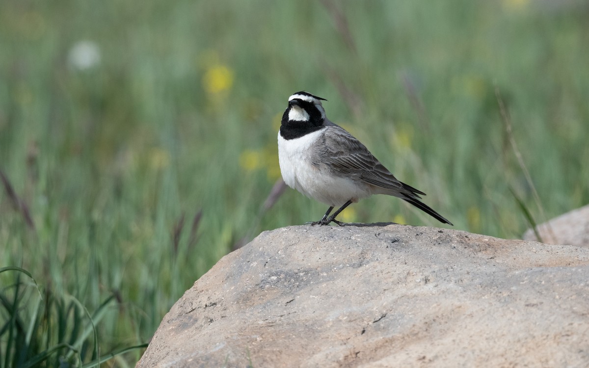 Allodola golagialla - ML646953568