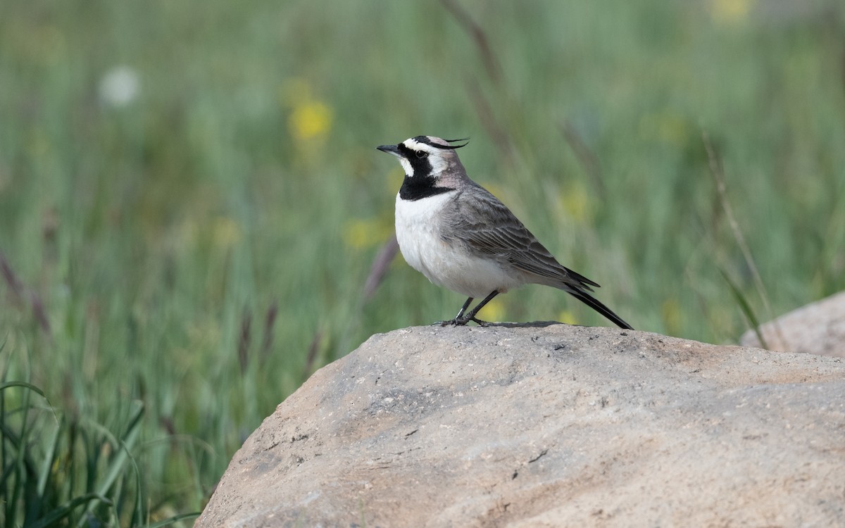 Allodola golagialla - ML646953569