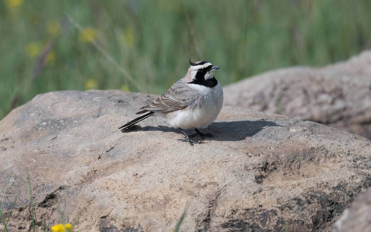 Allodola golagialla - ML646953571