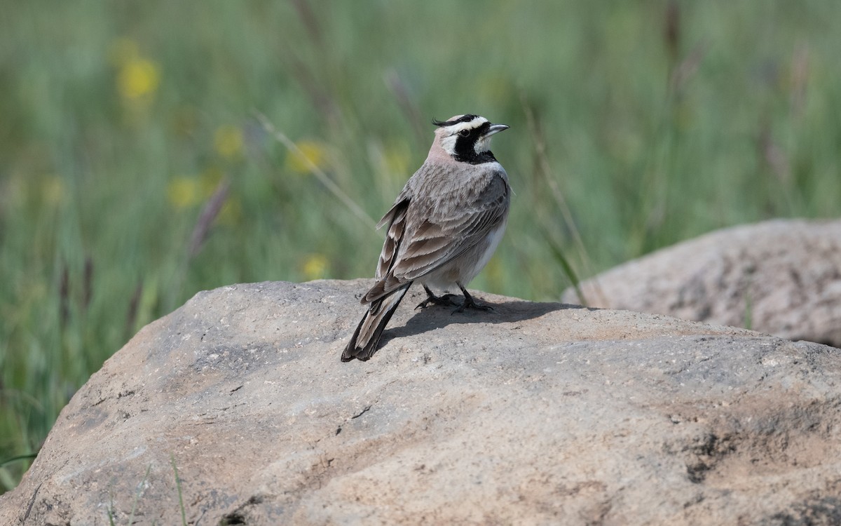 Allodola golagialla - ML646953572