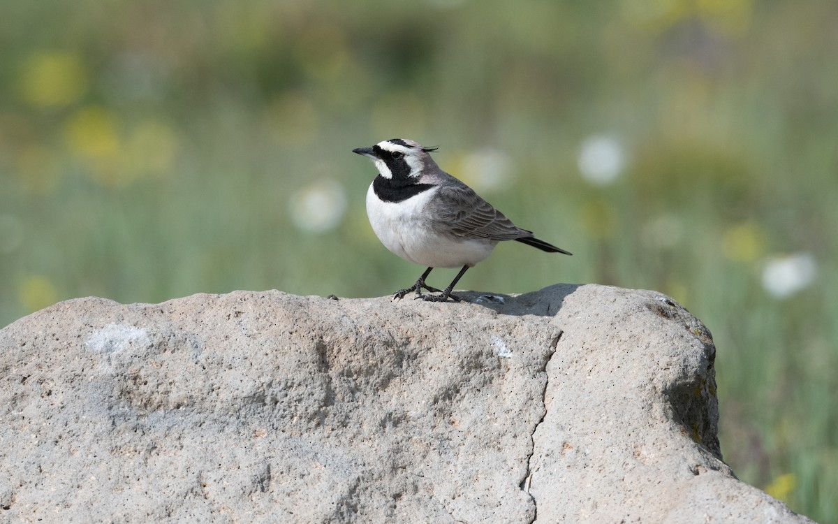 Allodola golagialla - ML646953573