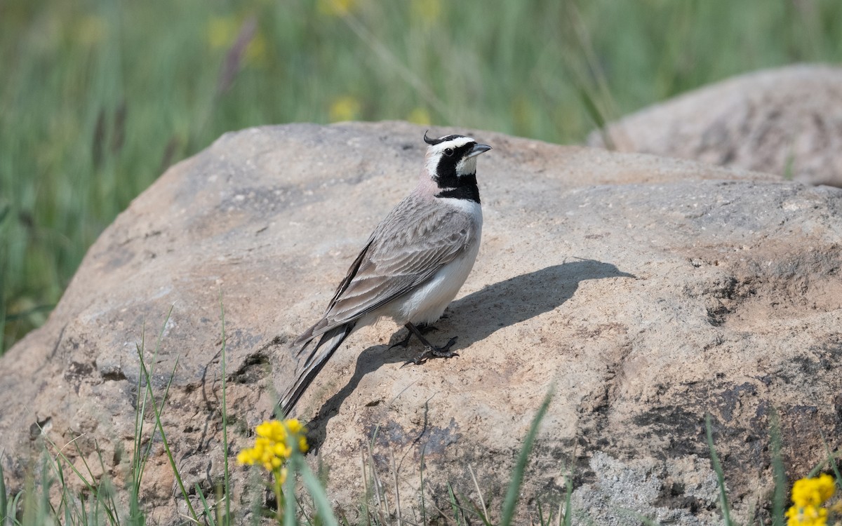 Allodola golagialla - ML646953574