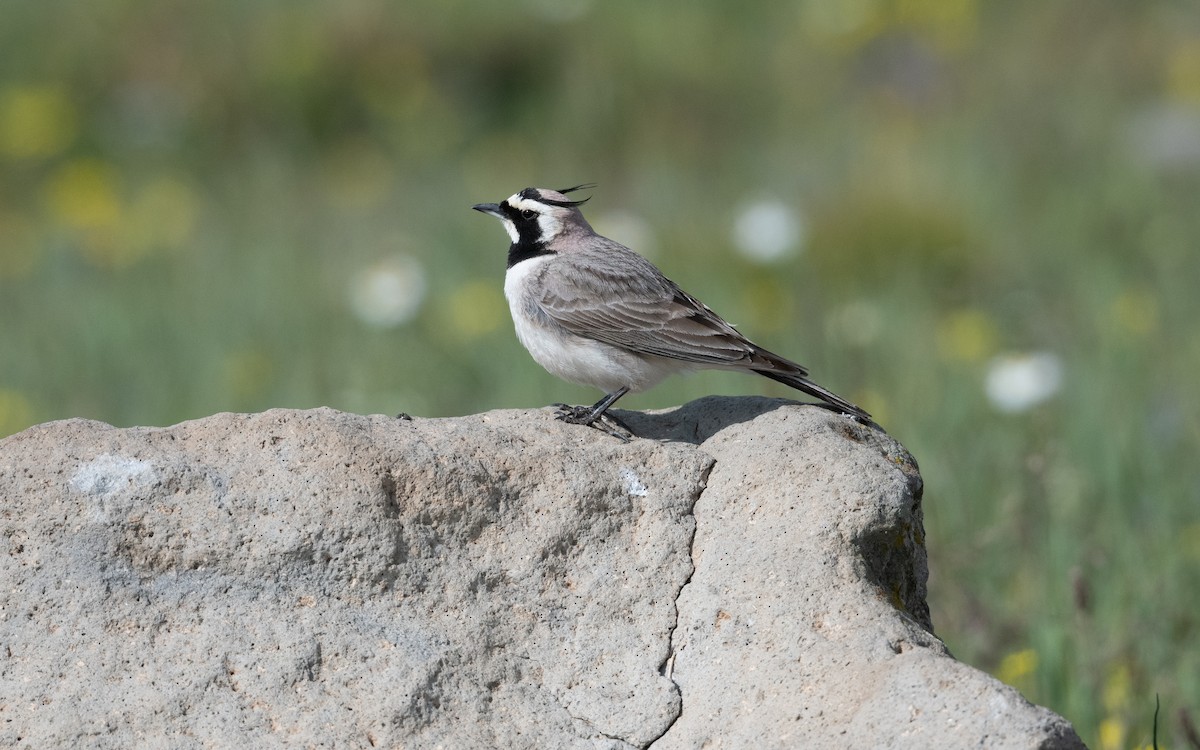 Allodola golagialla - ML646953575