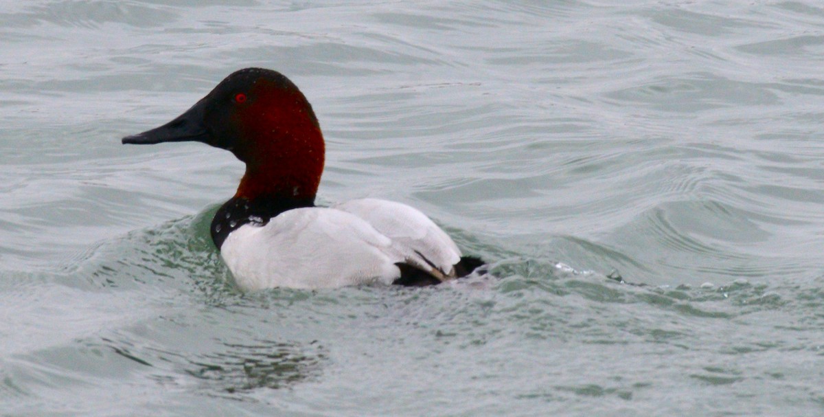 Fuligule à dos blanc - ML646953577