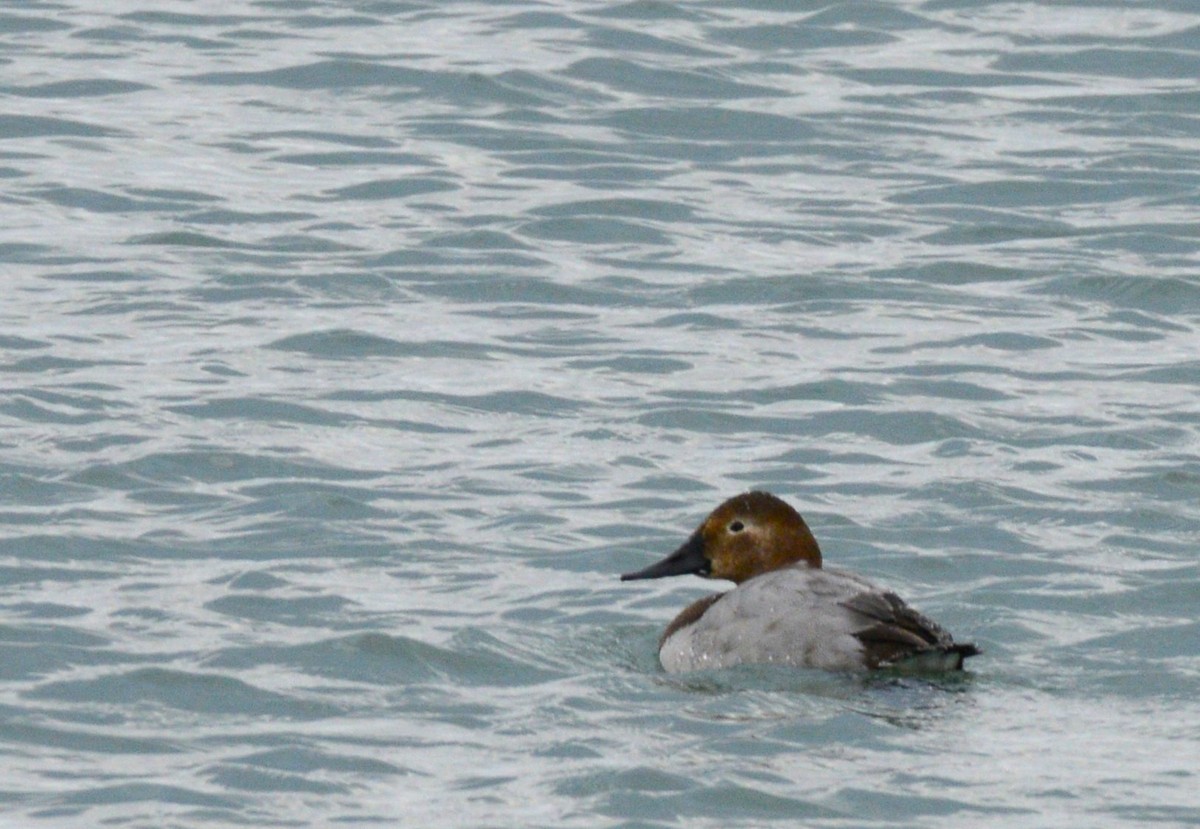 Fuligule à dos blanc - ML646953578