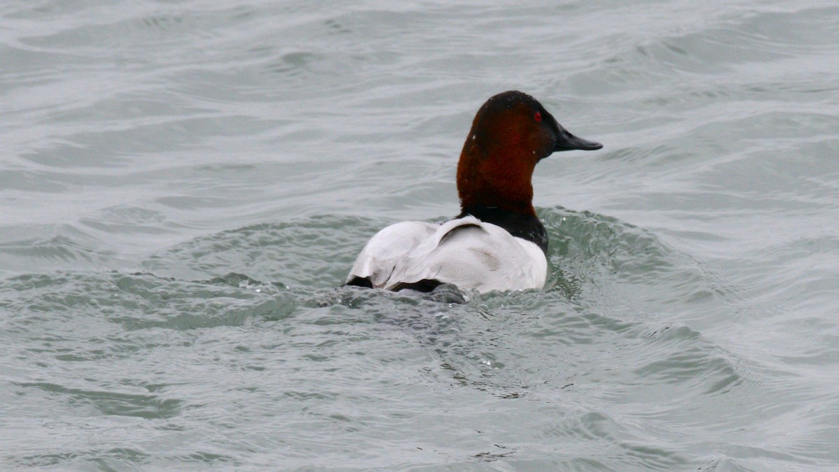 Fuligule à dos blanc - ML646953579