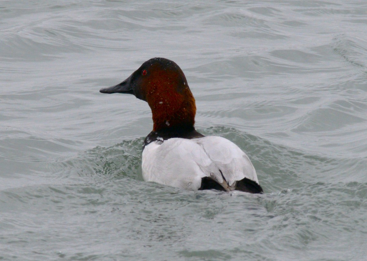Fuligule à dos blanc - ML646953580