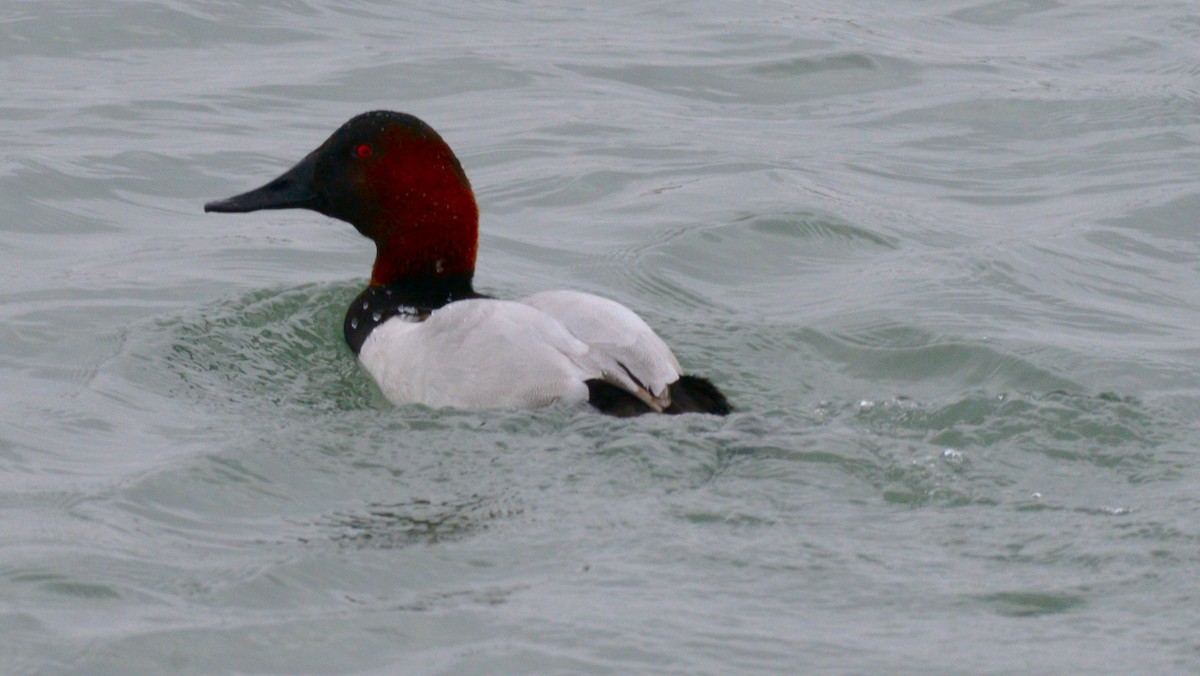 Fuligule à dos blanc - ML646953581