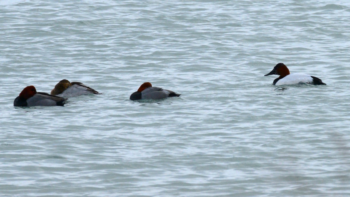 Fuligule à dos blanc - ML646953582
