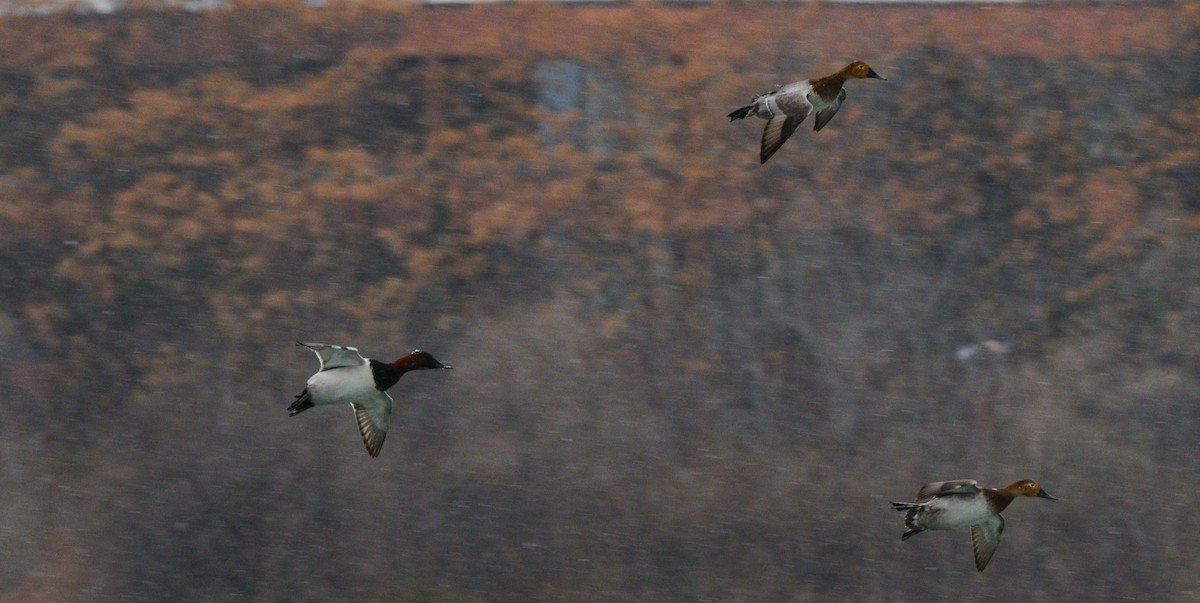 Fuligule à dos blanc - ML646953583