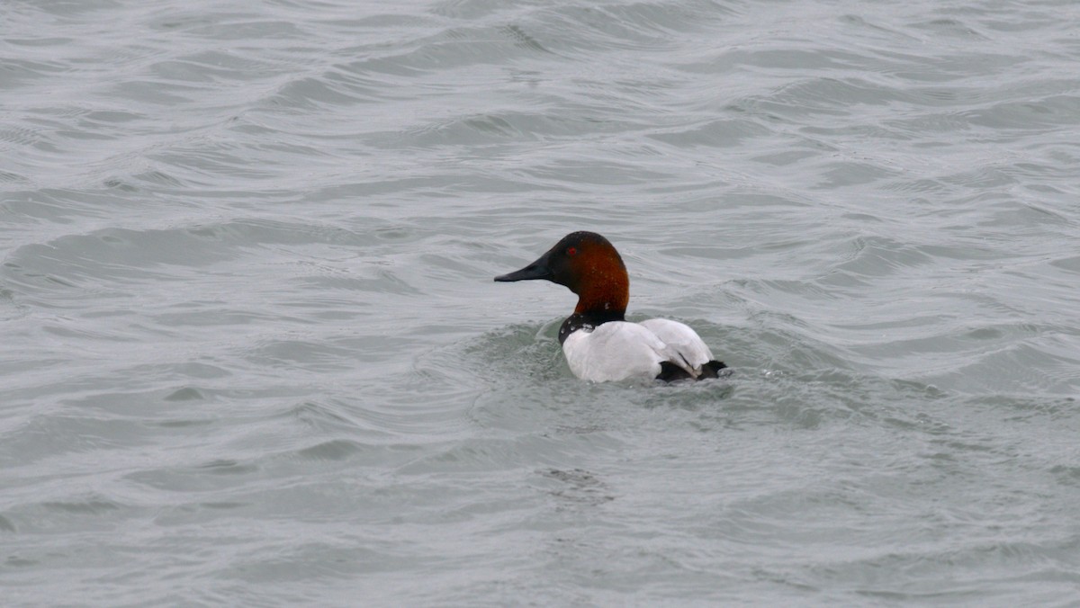 Fuligule à dos blanc - ML646953584