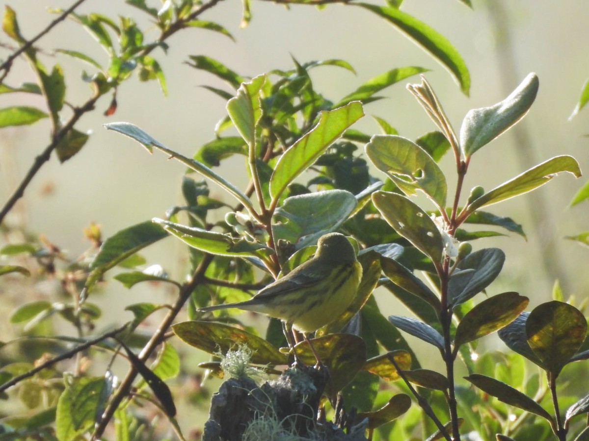 Rotmantel-Waldsänger - ML646953585