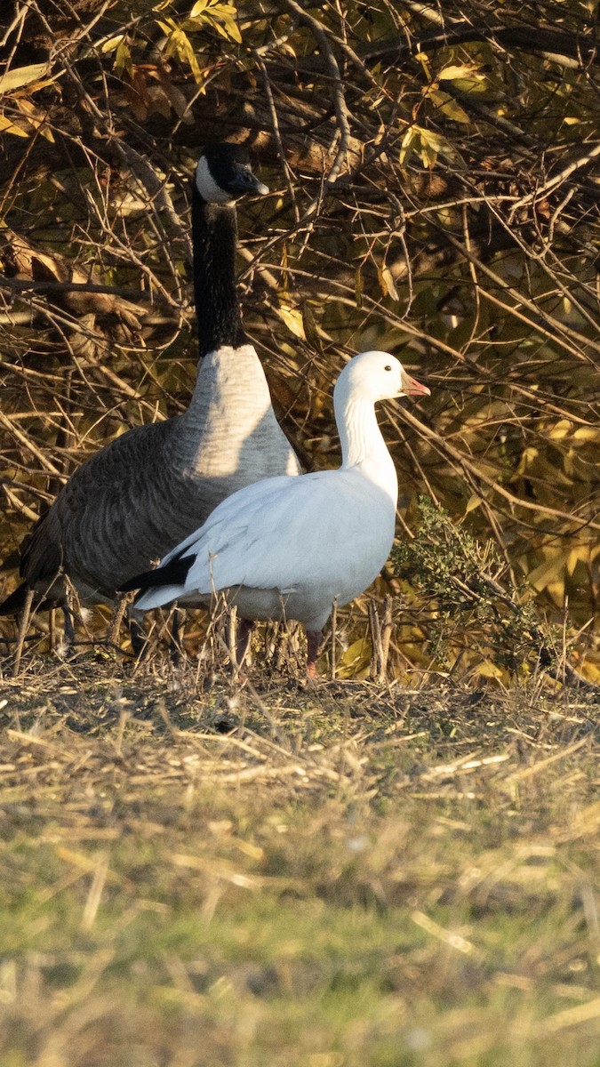 Ross's Goose - ML646953586