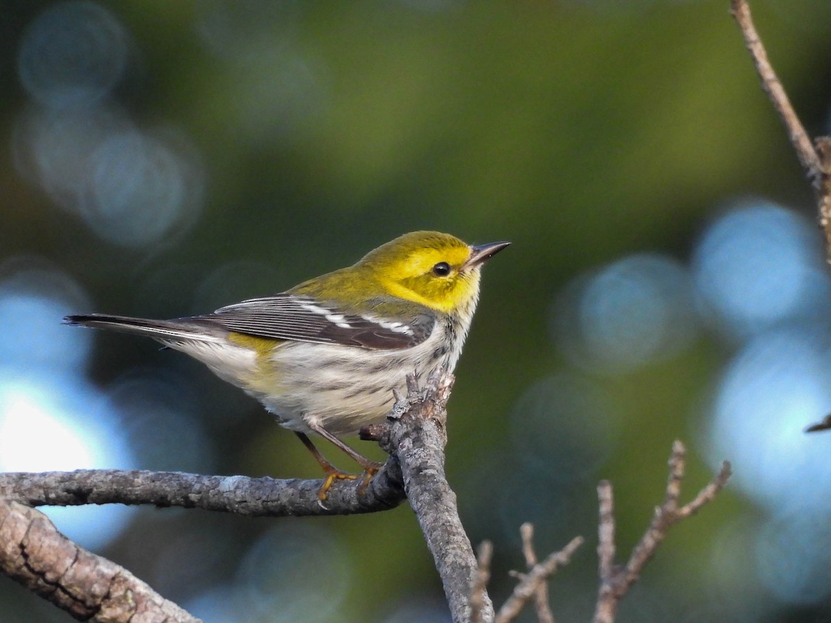 Black-throated Green Warbler - ML646953588