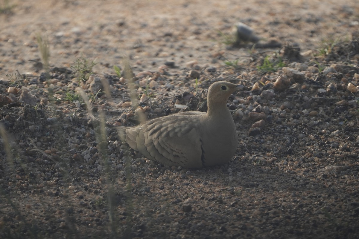 stepokur hnědobřichý - ML646953589