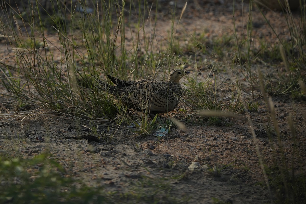 stepokur hnědobřichý - ML646953590