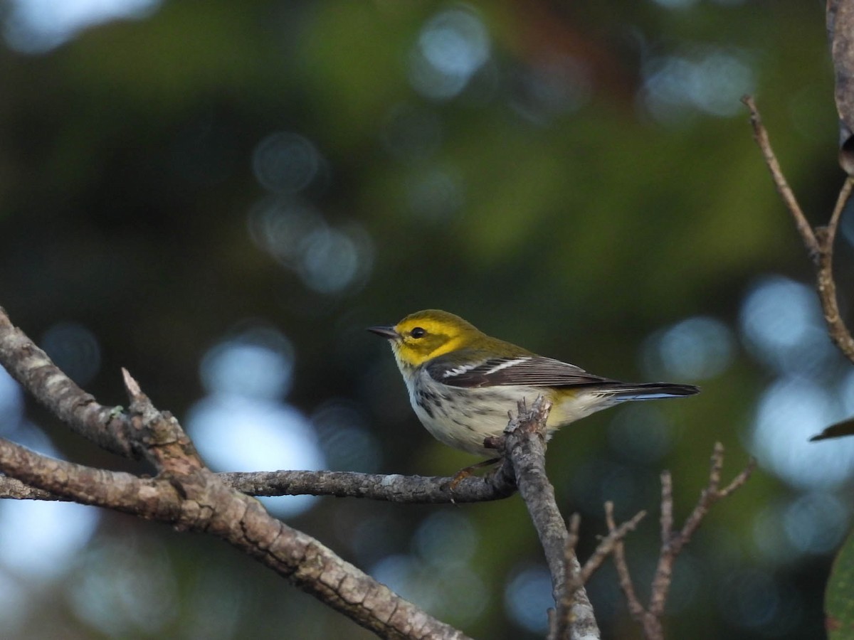 Black-throated Green Warbler - ML646953591