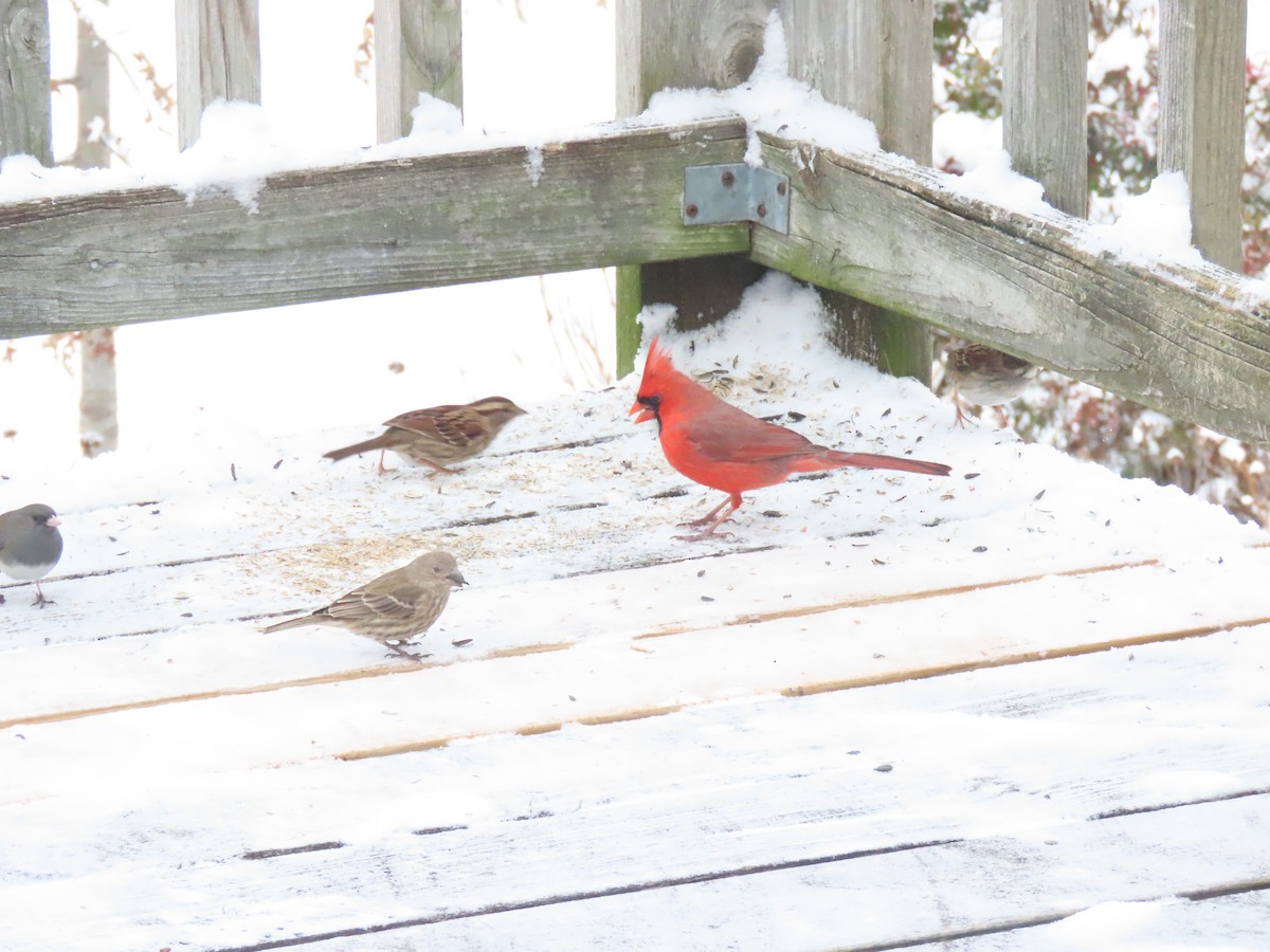 Northern Cardinal - ML646953593