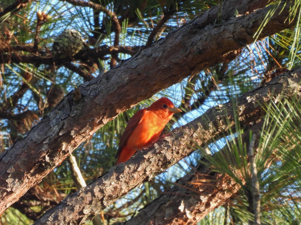 Summer Tanager - ML646953608