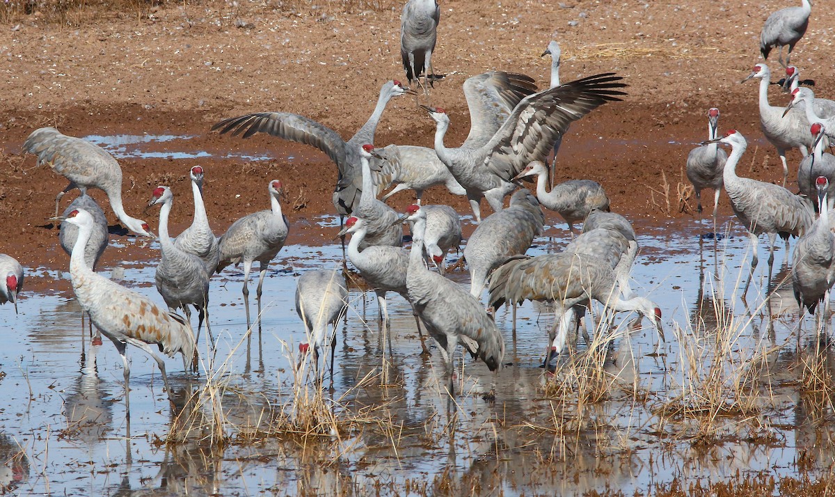 Sandhill Crane - ML646953610