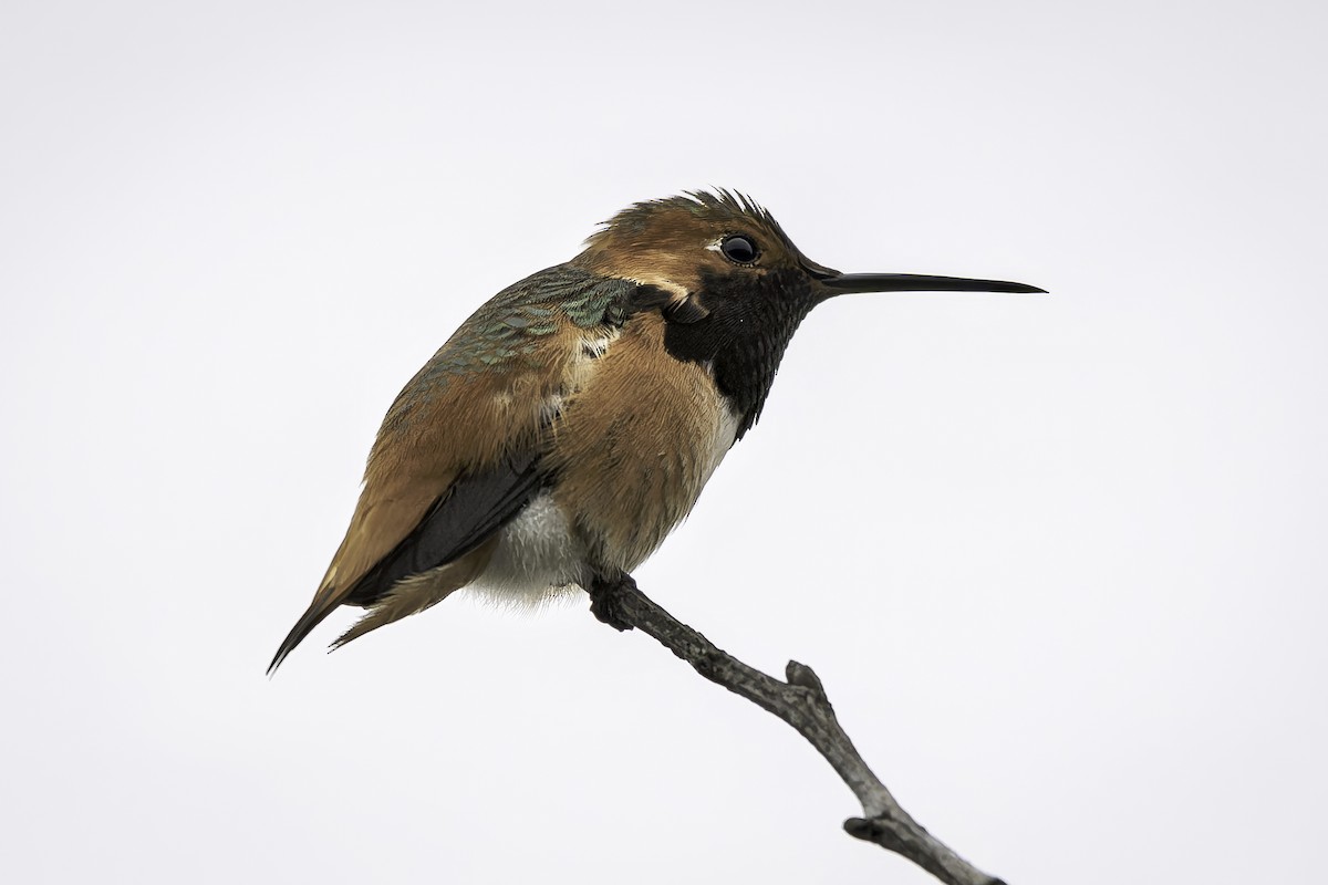 Allen's Hummingbird - ML646953613